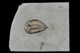 Dalmanites Trilobite Fossil - New York #147301-1